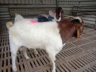 新疆养羊场销售小尾寒羊肉羊种羊免费运输品种齐全