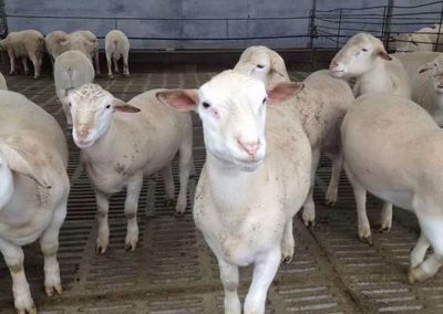 杜泊羊一代杂交一胎产5只,杂交杜泊羊种羊多少钱,应该怎么挑选