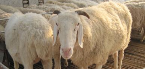 羊养殖利润分析