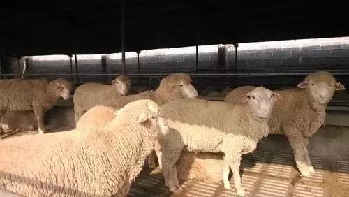 为什么羊没能成为人类的宠物?却成为了人类的食物,长知识了
