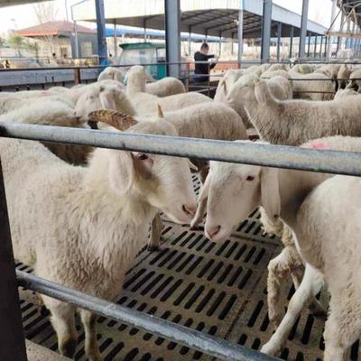 嘉迎牧业 养殖一年的小尾寒羊 小绵羊羔销售 抗病力强 包运输